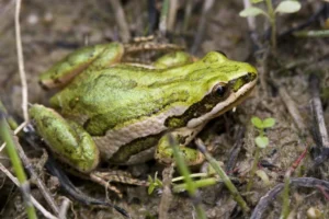 A green Boreal Chorus Frog (Pseudacris maculata)
