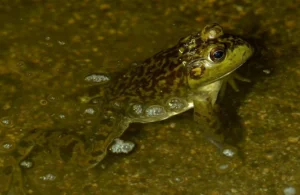 Adult frogs can absorb oxygen from the water through their skin.