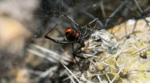 Black widow spiders are highly venomous