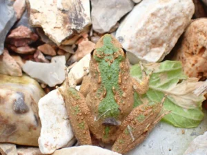 Blanchard’s cricket frog (Acris blanchardi) on rocks