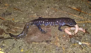 Blue-spotted salamander eating a worm