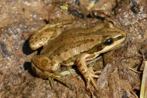 Boreal Chorus Frog (Pseudacris maculata) in a wet habitat