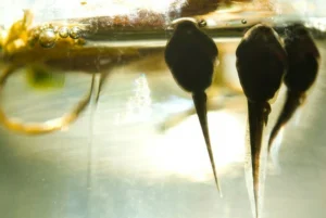 Many tadpole species also have lungs and can breathe air
