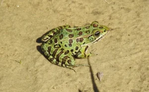 Northern leopard frog on the ground