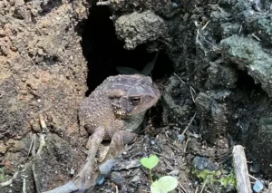 Toads such as American toads hibernate underground