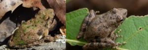 Two Blanchard’s cricket frog (Acris blanchardi)