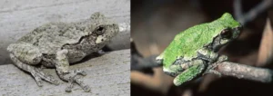Two gray tree frogs in different color variations