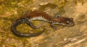 A Rich Mountain Salamander on a log