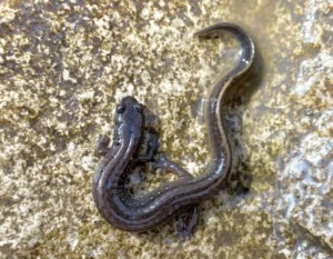 A wet Oklahoma Salamander on a rock