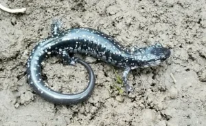Kiamichi slimy salamander on soil