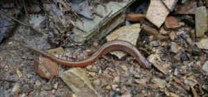 Many-ribbed Salamander on a forest floor