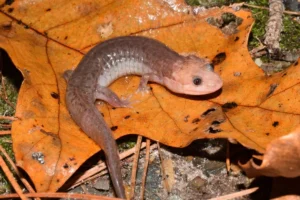 Ouachita Dusky Salamander on a brown leaf