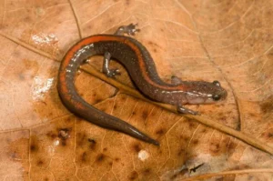 Ozark Zigzag Salamander on a brown leaf