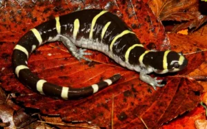 Ringed salamander on a brown background