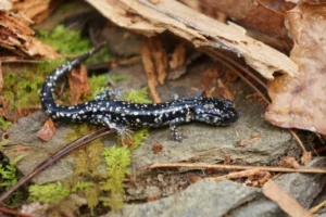 Sequoyah Slimy Salamander on forest floor