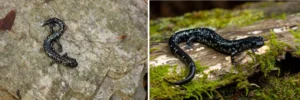 Two Sequoyah Slimy Salamanders