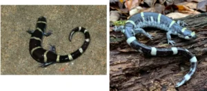 Two ringed salamanders