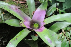 A bromeliad plant with collected rainwater