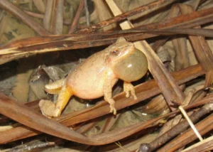 A croaking spring peeper frog