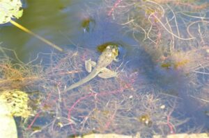 A froglet with well developed legs, and a tail