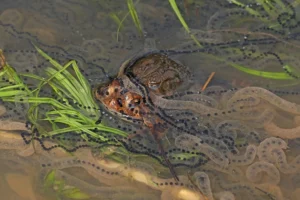 A pair of American toads laying egg strands