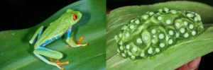 A red-eyed tree frog and its eggs