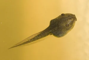 A tadpole of the Southern brown tree frog
