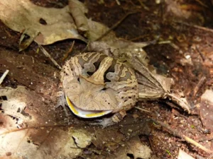 Amazonian Horned Frog (Pac man frog)