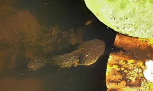 American bullfrog tadpole