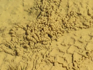 American toad eggs covered in sediment