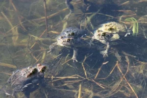 American toads mating and laying their eggs