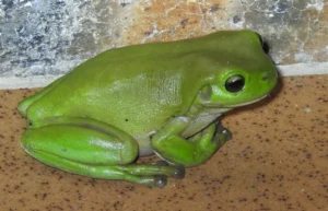 An Australian green tree frog