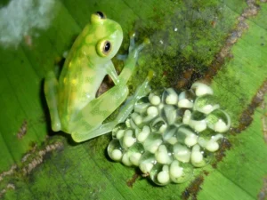 Atrato Glass Frog Hyalinobatrachium aureoguttatum with eggs