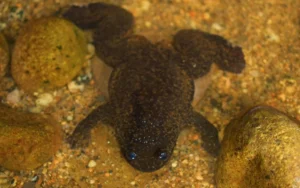 Bornean Flat-Headed frog
