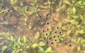 Eastern narrow-mouthed toad eggs
