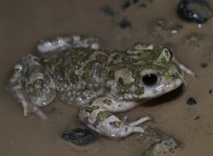 European Green Toads can lay their eggs in brackish water.
