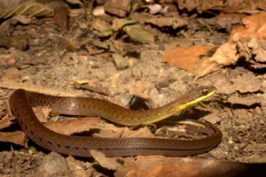 Fire bellied snakes Leimadophis epinephelus eat poison dart frogs