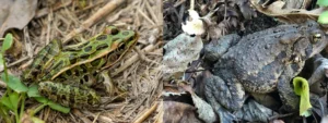Frogs and toads belong to the same order but still have genetic differences