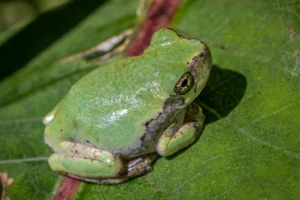 Gray tree frog on a leaf