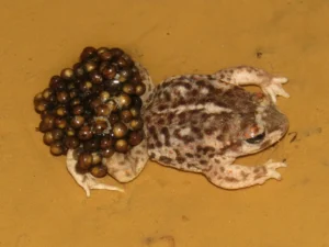 Male Iberian midwife toad with eggs
