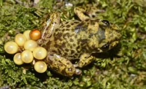Male Majorcan midwife toad with eggs