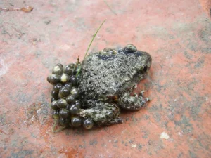Male common midwife toad with eggs