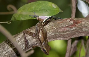 Painted Bronzeback snake eating a four-lined tree frog