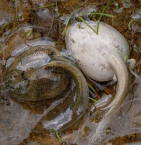 plains spadefoot toad tadpoles
