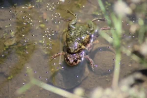 Rain creates fills up pools where frogs can mate and lay their eggs