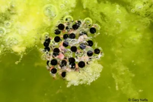 Red-spotted toad eggs