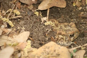 Some frogs hibernate in underground burrows to escape the cold winter temperatures