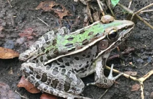 Southern leopard frogs can lay their eggs in brackish water