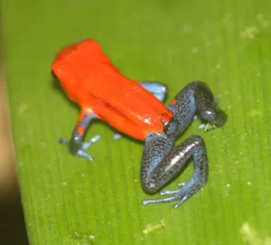 Strawberry poison dart frog