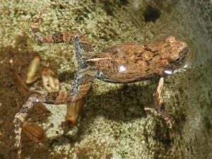 Túngara frogs are often preyed on by predator's that tack down their croaking
